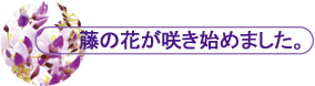 ̉Ԃ炫n߂܂B